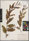Foto von Salix excelsa S. G. Gmel.